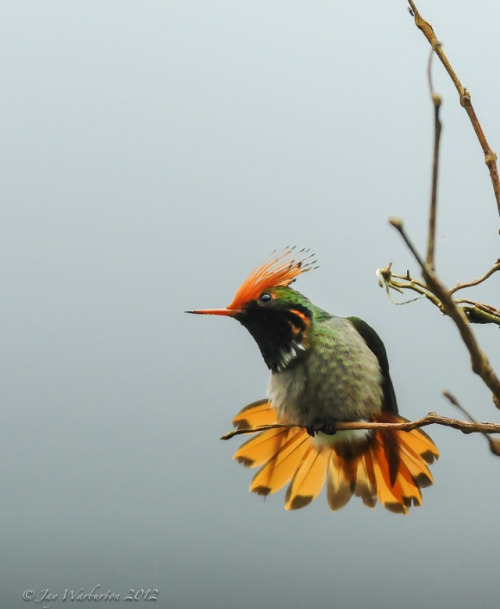 fairy-wren: rufous crested coquette (photo by jay warbzz)