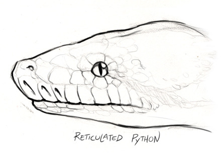 skullbird:  Sketches of various constrictor profiles, attempting to help illustrate that these snakes don’t just vary in color and size, but there’s tons of variation even down to facial structure.This was a fun exercise~ 