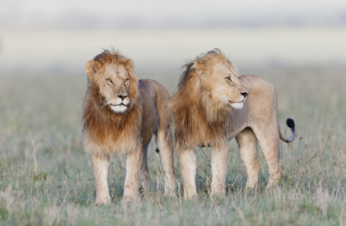 bigcatslions:  Photography Olivier DELAERE 