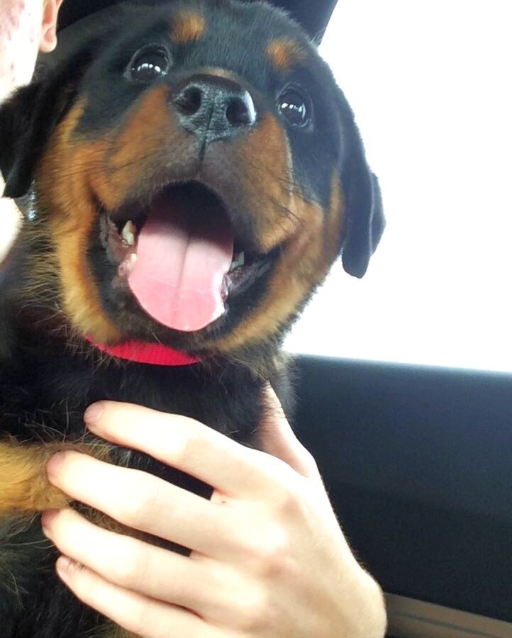 Puppies to the Rescue!