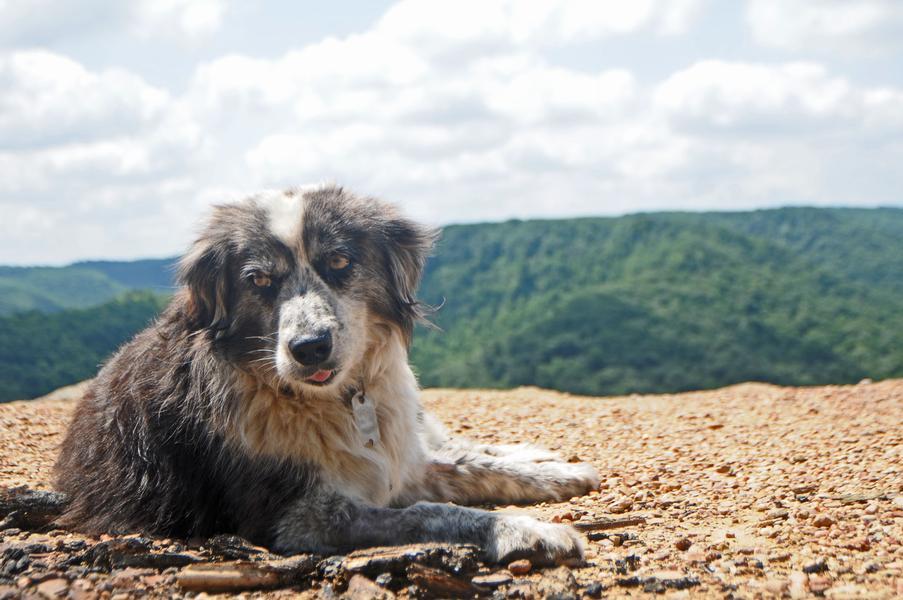 thatweirdhorsegirlspersonal:  dogjournal:  BELOVED MOUNTAIN GUIDE DOG PASSES AWAY