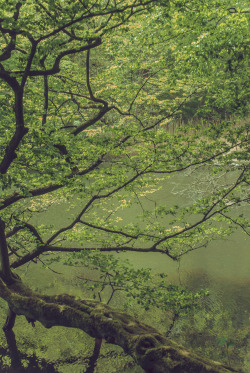 manuelmoncayo:  Forêt de Soignes, 10.May.2015A reflection on the beauty of thoughts. Skin coming together, a young body reaching out for pleasure. A weekend that will forever get stuck in thoughts.