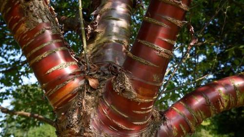 Peeling Bark Cherry - Prunus Serrula.