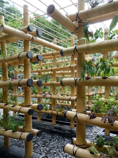 missolivialouise:I really like the idea of using bamboo for vertical growing or hydroponics systems,