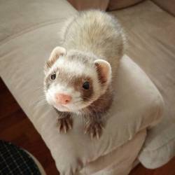 theferrets: Happy National Ferret Day! <3