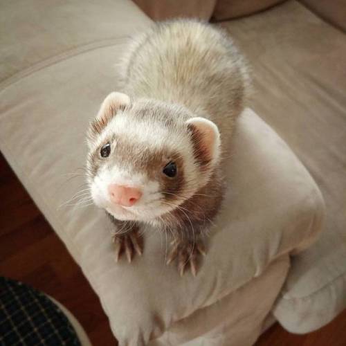 theferrets: Happy National Ferret Day! <3 adult photos