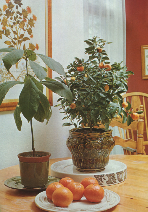 The Wonderful World of Indoor Plants, Ann Bonar, 1979
