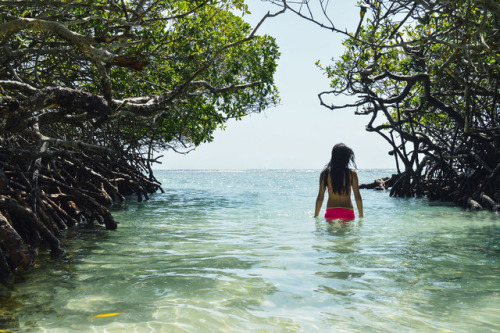 Crystal clear water. Morrocoy National Park, Venezuela.Photography Blog