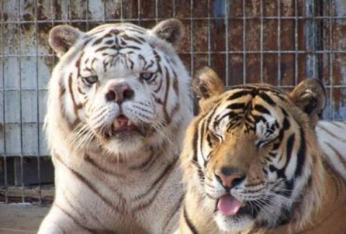 doloresd3:  Kenny, The Tiger with Downs