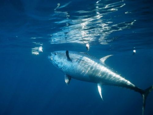 underthevastblueseas:The Atlantic bluefin tuna is one of the largest, fastest, and most gorgeously c