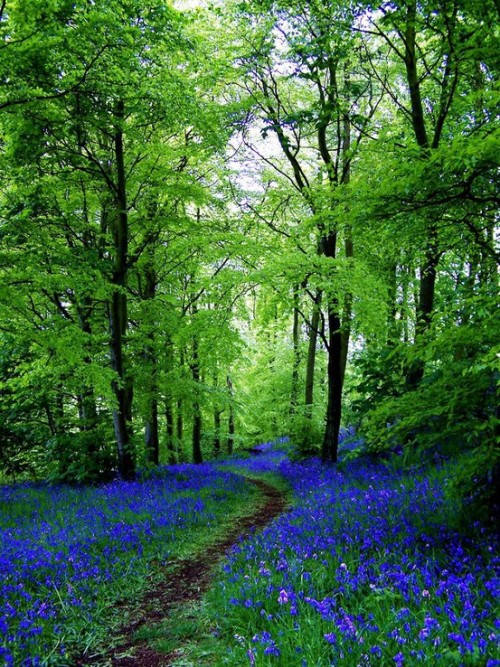 tess2014:collettealyson:Bluebells in Fife - Fife Scotland - Scotland of the day 12.21.12