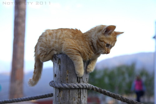 mostlycatsmostly:  (via Elias Saliba)