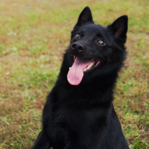 meatquest: Cute Dog Takes a Second to Understand Joke, but Enjoys it Anyway