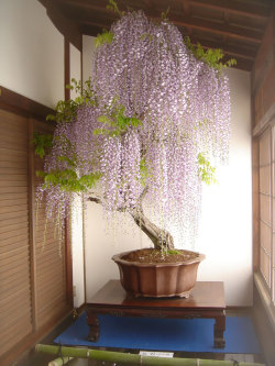 without-fear-and-grief:  The Most Beautiful Bonsai Trees Ever.