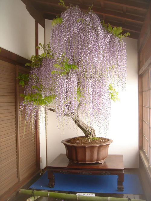 dalishelfblood: bi-badass-geek: The Most Beautiful Bonsai Trees Ever. I Just died.m…. I&rsquo