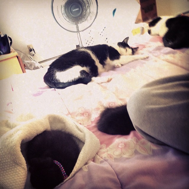 Loving how the 5 of us have just slept and cuddled watching movies all day. 😸😻 #cats #catfamily #kittens