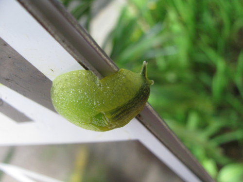 onenicebugperday:Puerto Rican semi-slug, Gaeotis flavolineata, Amphibulimidae Semi-slugs are land ga