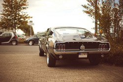 Ford Mustangs