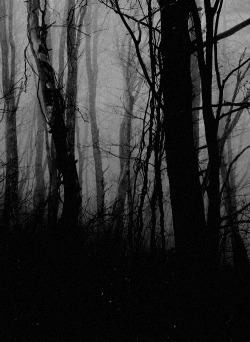 arcusxx: dark forest 