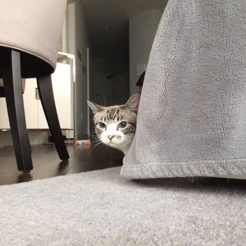 peek a boo #siamesetabbydomination #catsofinstagram #cat #neko #kitten #cute #catstagram #petstagram