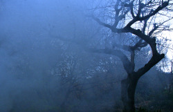 archonvictorinus:  ashendecay:   	fog 霧