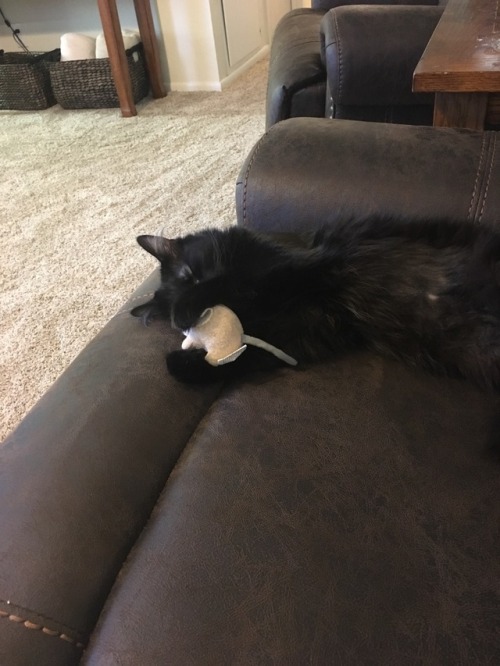 She fell asleep with her mouse