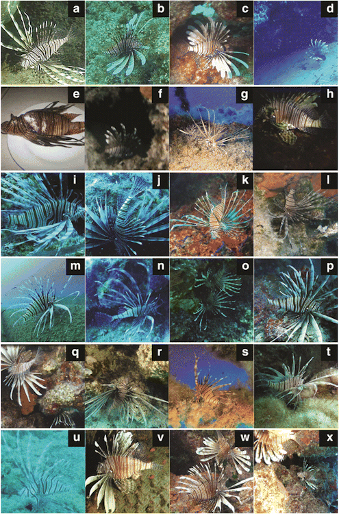 todropscience:LIONFISHES ARE INVADING THE MEDITERRANEAN SEAThe Indo-Pacific lionfish (Pterois spp) i