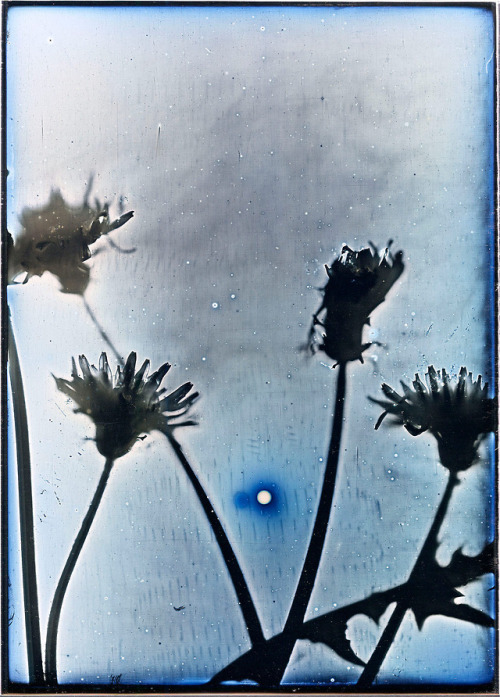 vivipiuomeno1:Takashi Arai ph. - March 16 2014 The sun and the silhouette of dandelions, Konpira Shr