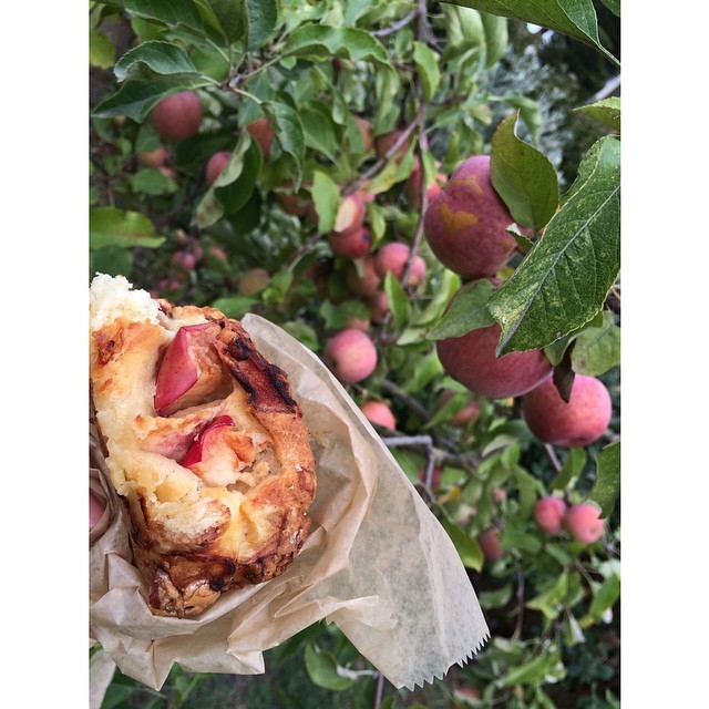 .:Apple Cheddar scone made super fresh from the apples in the back of the bakery:. this scone is so bomb i wish it randomly had bits of hot dog in it but thats me lol #schmackin #igerssf #scone #foodporn #organic #nomnom (at Wild Flour Bread)