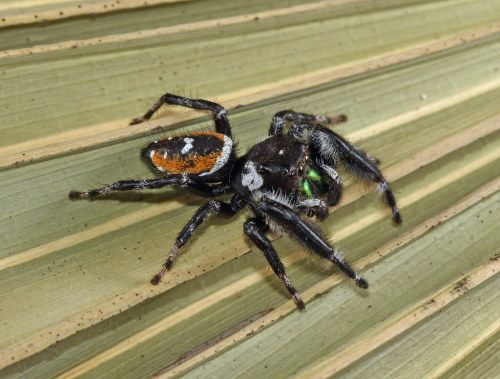 lychens:Workman’s Jumper (Phidippus workmani)