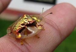 lizardking90:   Golden Tortoise Beetle. In spring and summer, the beetles earn their name when they turn the colour of brilliant liquid gold. But capture one and the gold vanishes and the beetle becomes dirt brown. Here’s why: the colour is produced