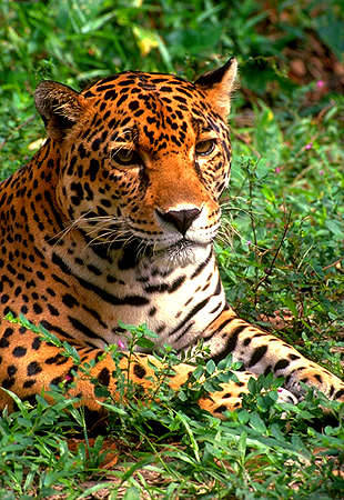 panthxra:  fyanimaldiversity:  Jaguar (Panthera onca) Your average jaguar, showing off it’s iconic coat. It is very similar to and (understandably) often confused with leopards. The easiest way to ID which species is looking at it’s markings. Jaguars