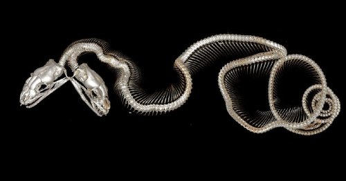 letueriebeau: Micro-CT scan of a two-headed carpet python