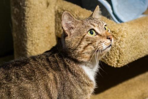 goofysheltercats: CIRK Tabby - Brown Mix • Special Needs • Adult • Male • Large • CSRA Humane Societ