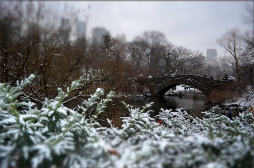 Nevant a Central Park, New York
Els arbres comencen a cobrir-se de blanc