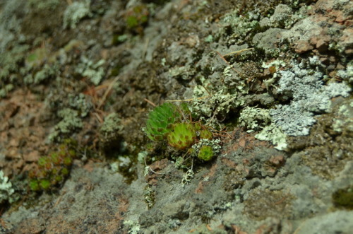 What is growing on the rocks.