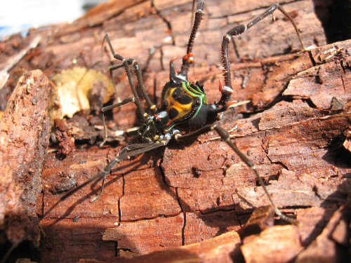 Spooktober Arachtober!Harvestman spiders (Opiliones)- Family: Gonyleptoidea-Although commonly known 