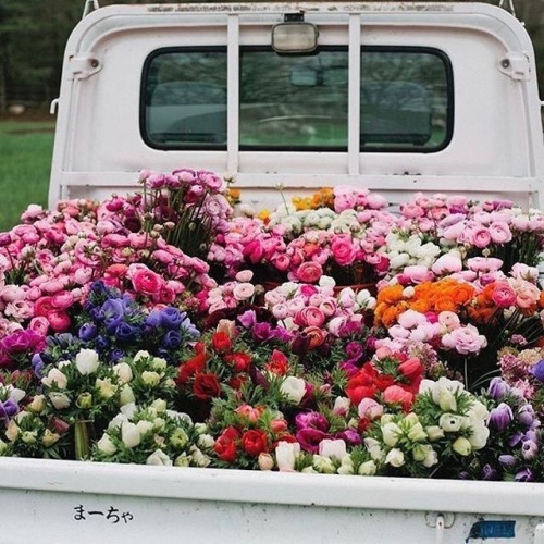 tuckturn:I would like a truck full of dahlias please