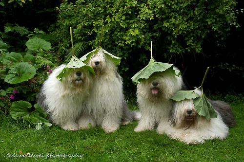 mostlydogsmostly: We don’t care about the rain… we go out anyway, we got rain protectio