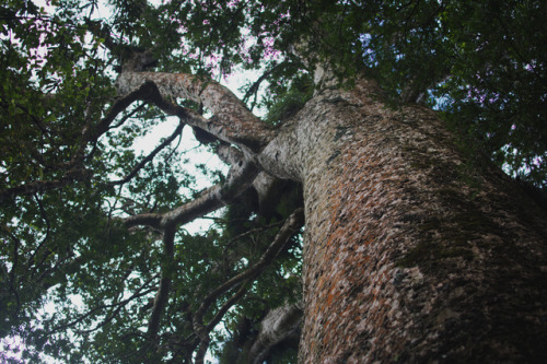 photographybywiebke:Finding Kauri trees in the wild…
