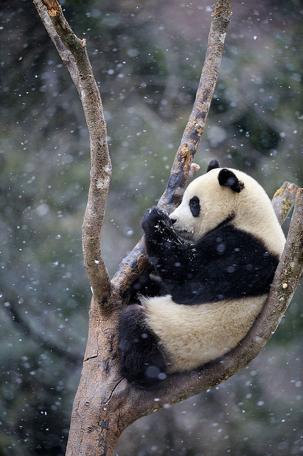st0rming:Panda in snow / © Eric…