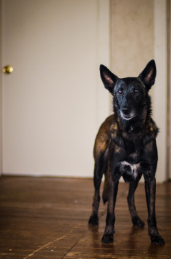 theseinconvenientfireworks:  Siege - Belgian Malinois