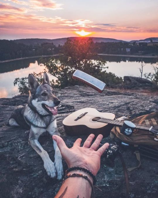 protect-and-love-animals: 