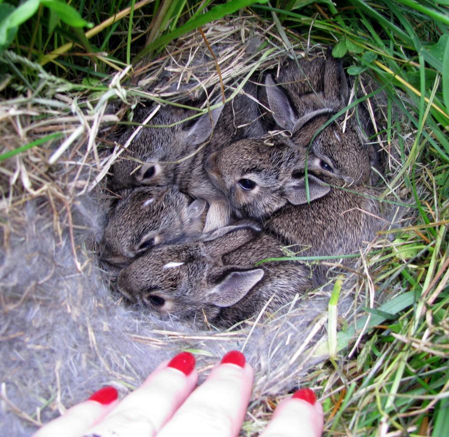 areyoushoree:  pyuke:  llbwwb:  I discovered a nest full of baby rabbits in my front