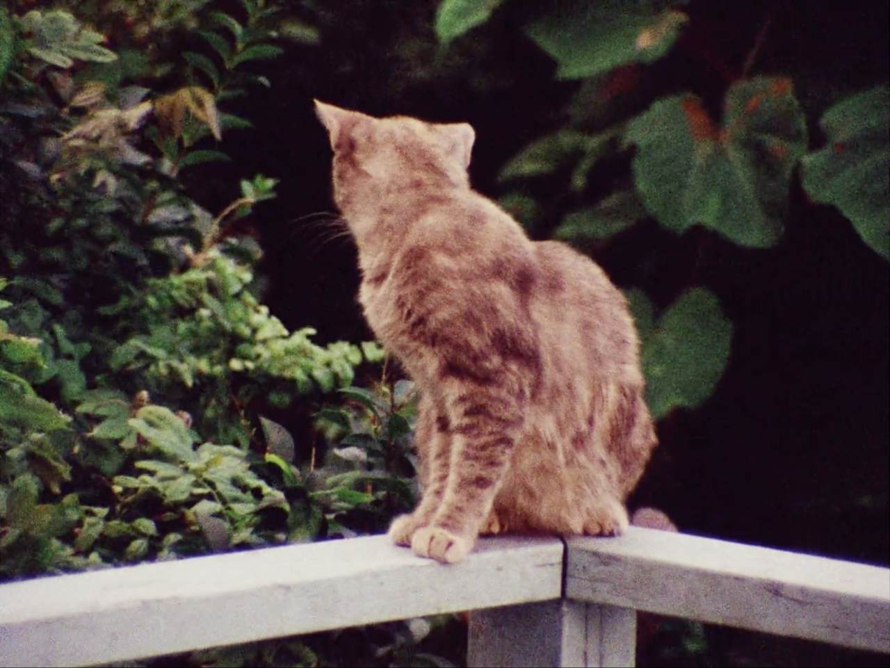 filmswithoutfaces:Grey Gardens (1975)dir. Albert Maysles, David Maysles, Ellen Hovde,