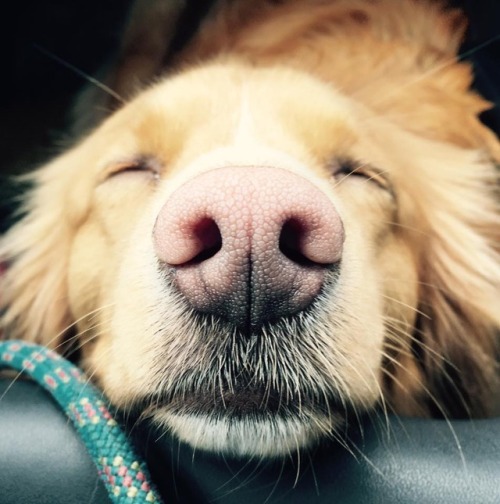 awwww-cute:  Tulla the luckdragon (Source: http://ift.tt/2rHuSs2)