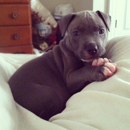 titleknown:  whatthetracy:  PITBULL PUPPIES STEAL MY HEART  Pitbull puppies are one