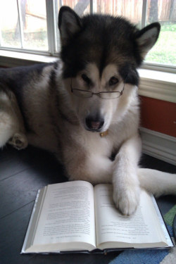 jaidefinichon:  Típico quieres estudiar y tu perro te quita el libro 