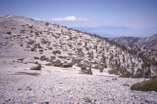 View Near the Summit, Mt. San Antonio (Old Baldy), Los Angeles County, California, 1990.
