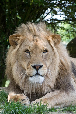 big-catsss:  African Lion by Sosban on Flickr.